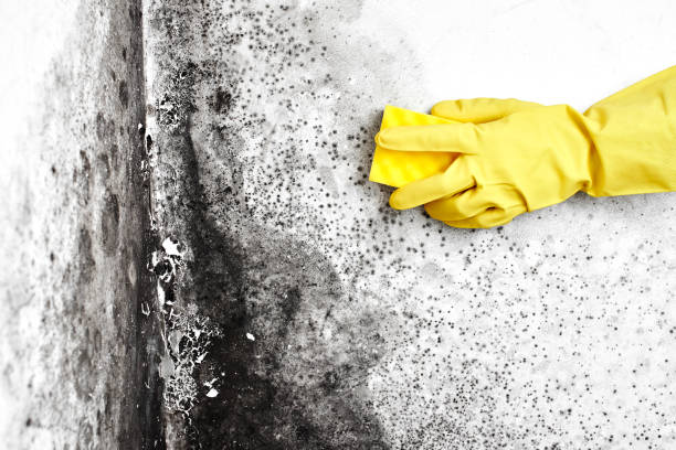 Best HVAC Mold Remediation in Farmington, IL
