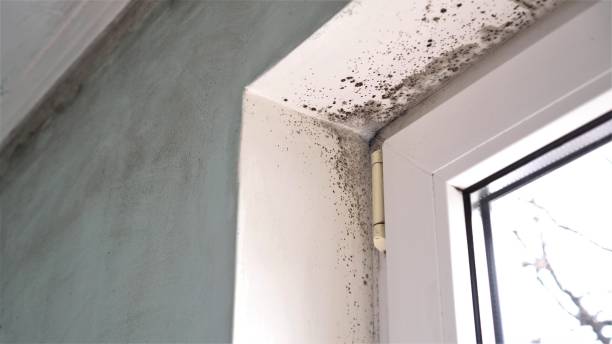 Best Post-Flood Mold Remediation in Farmington, IL