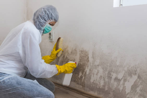 Best Emergency Mold Remediation in Farmington, IL
