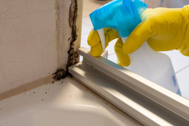 Best Bathroom Mold Remediation in Farmington, IL