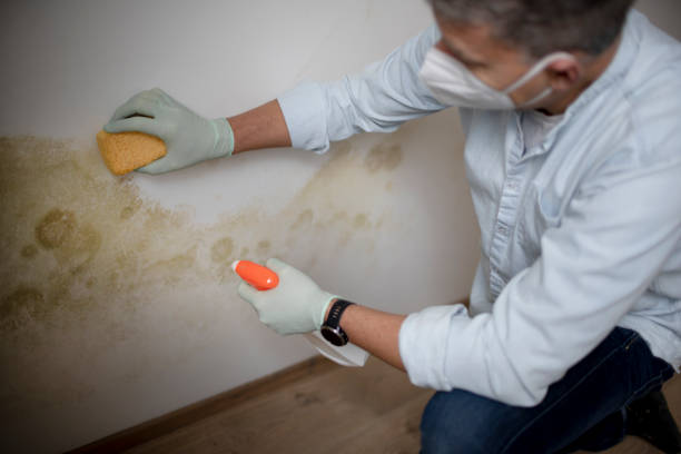 Best Kitchen Mold Remediation in Farmington, IL