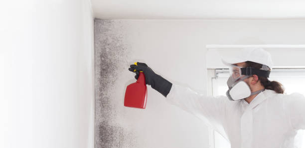 Best Attic Mold Remediation in Farmington, IL