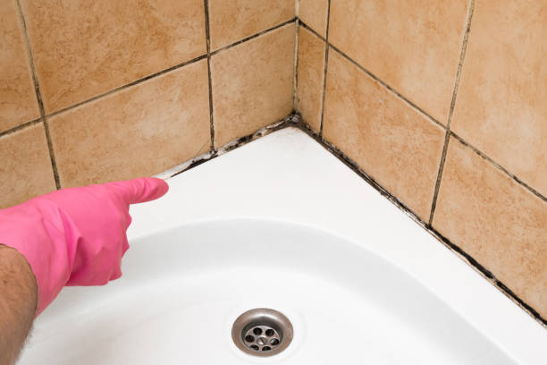 Best Mold Remediation for Schools in Farmington, IL